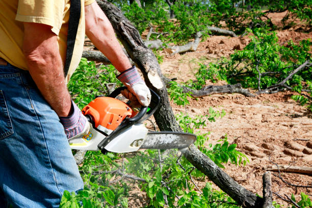 Trusted Ferndale, PA  Tree Services Experts